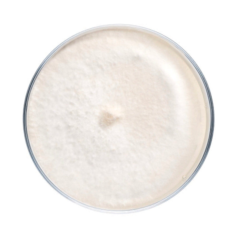 Culture Enoki (Enokitake) Mushroom Agar Plate Culture