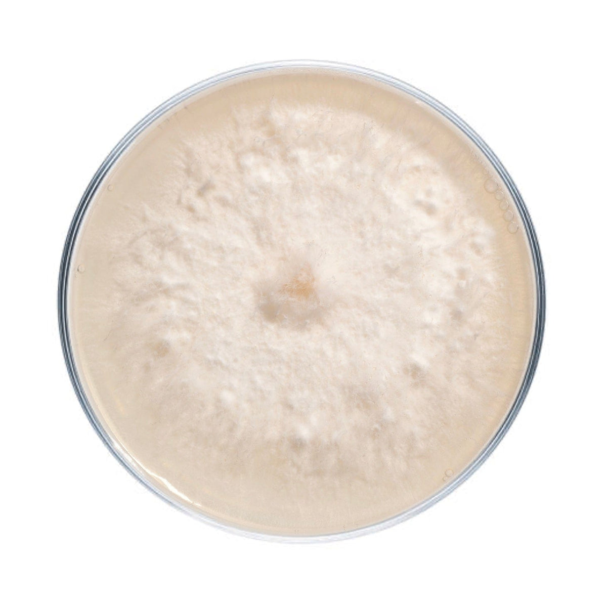 Culture Golden Oyster Mushroom Agar Plate Culture