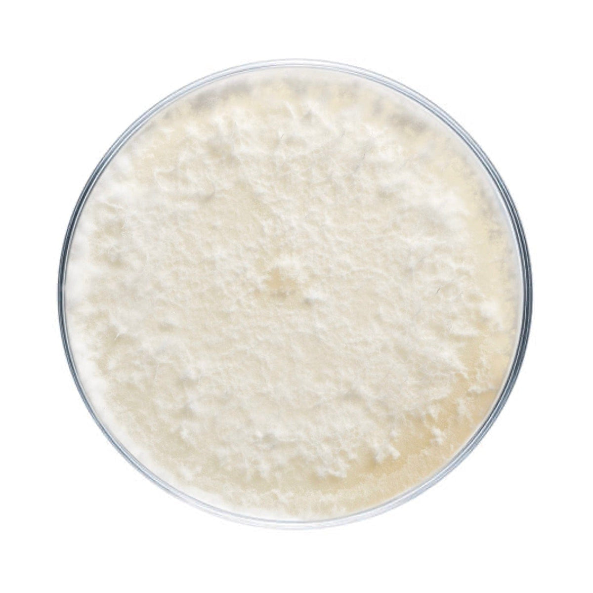 Culture Golden Oyster Mushroom Plate Culture