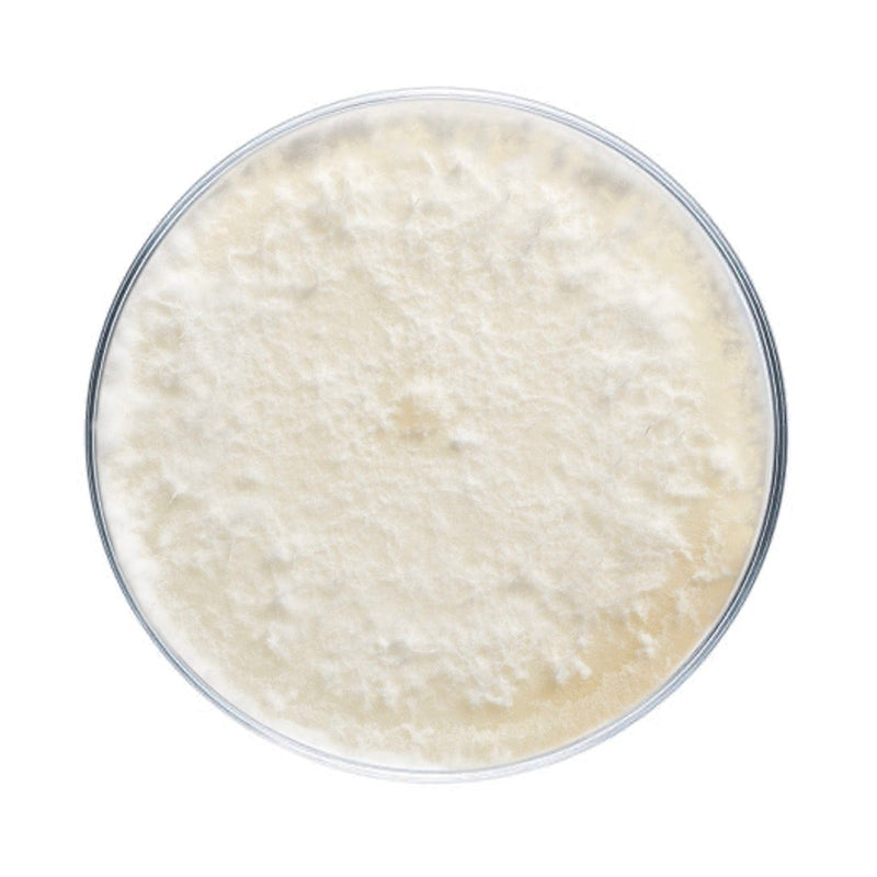 Culture Golden Oyster Mushroom Plate Culture