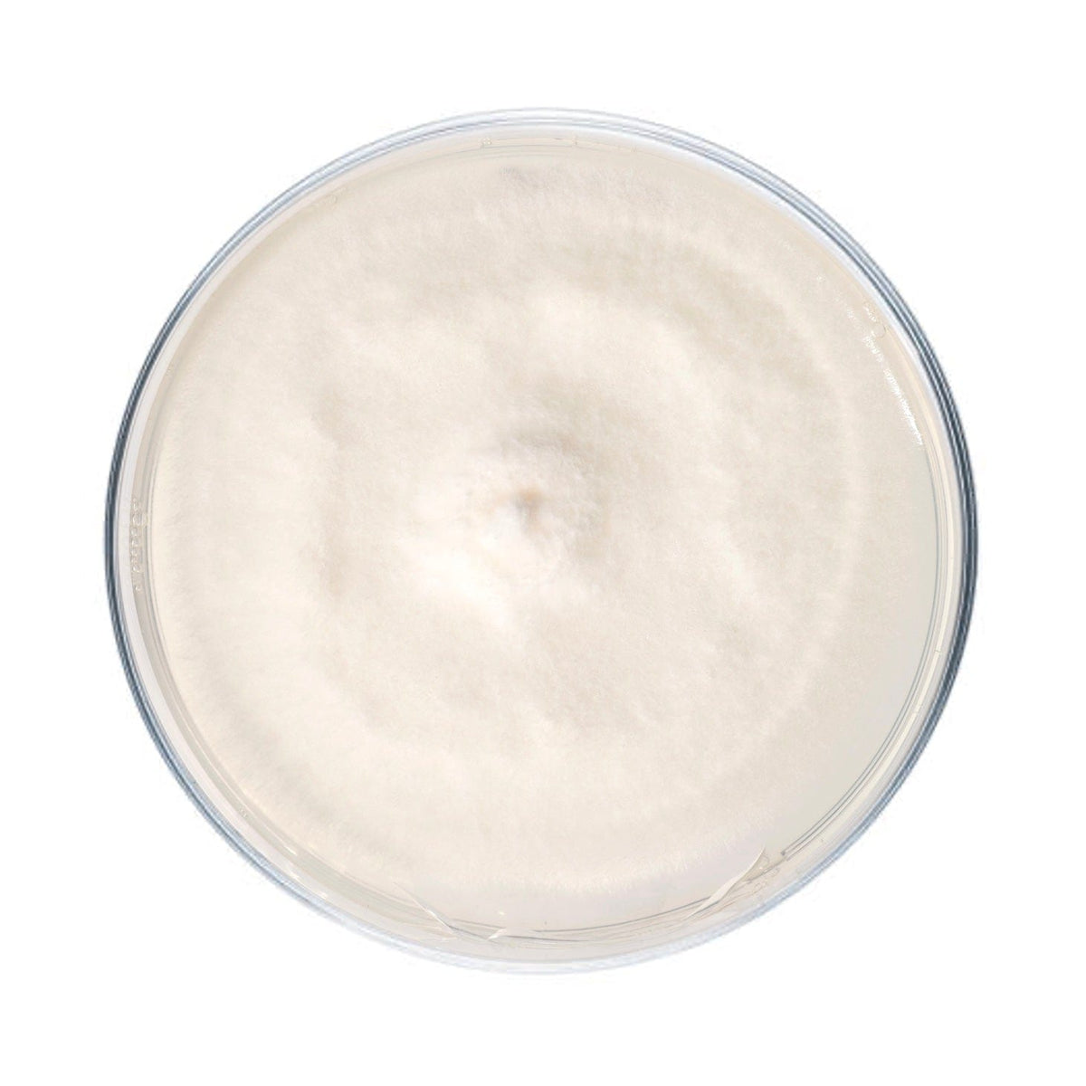 Culture Hen of the Woods (Maitake) Agar Plate Culture