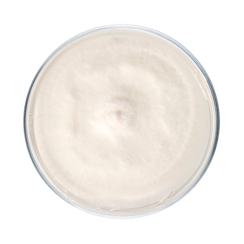 Culture Hen of the Woods (Maitake) Agar Plate Culture