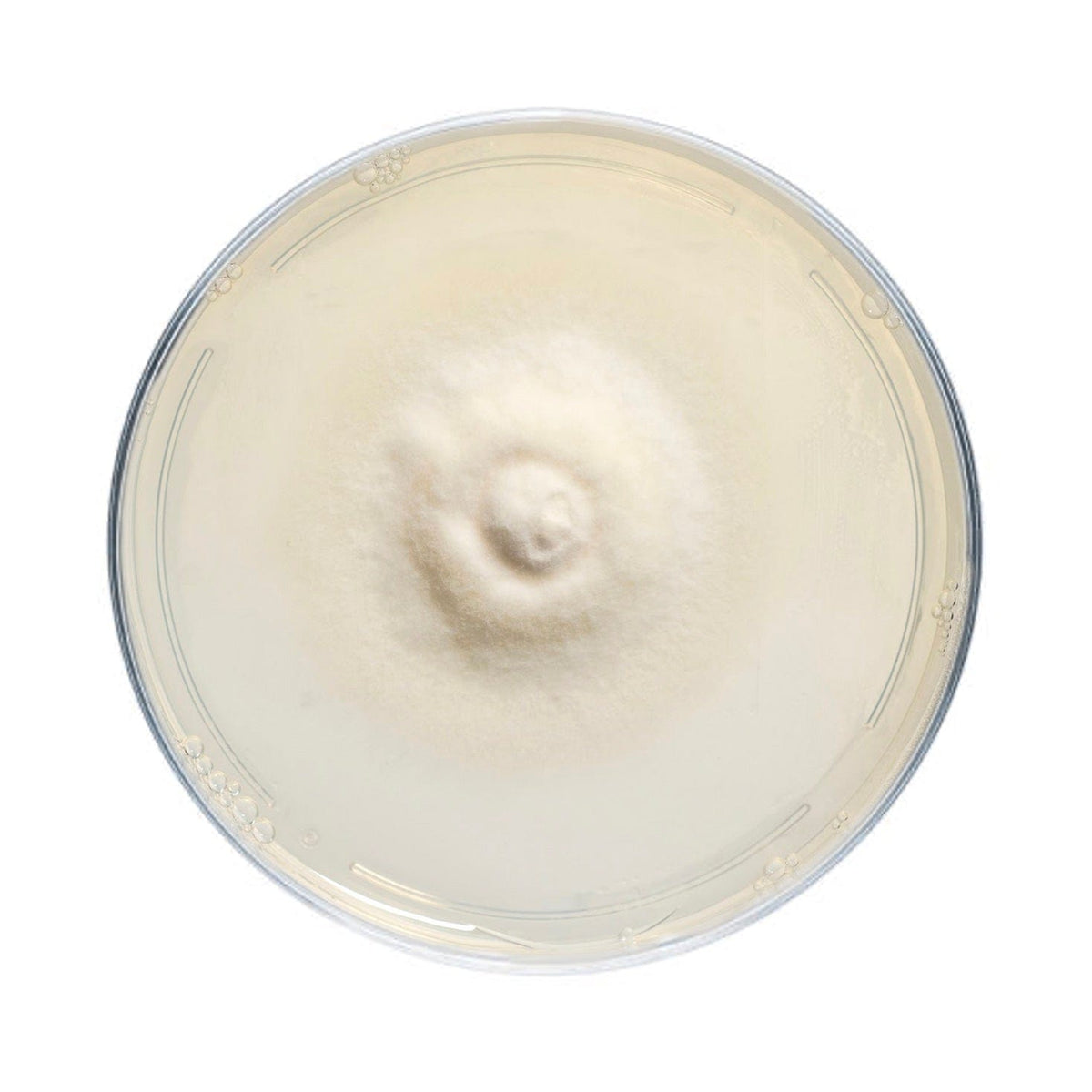 Culture Hen of the Woods (Maitake) Plate Culture