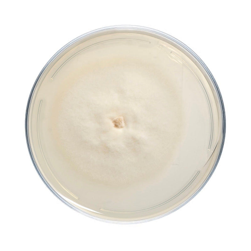 Culture Hen of the Woods (Maitake) Plate Culture