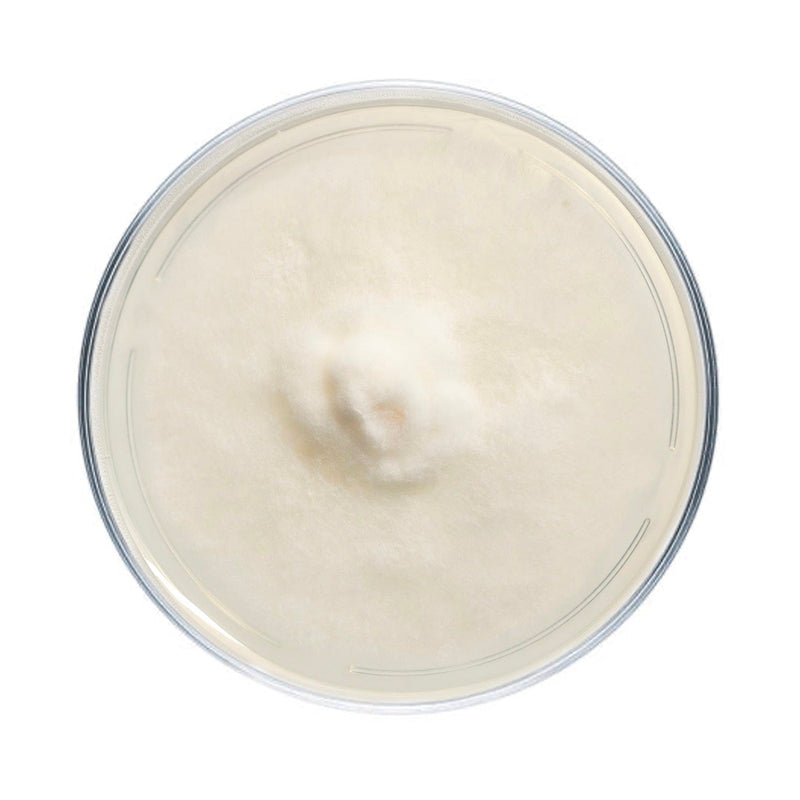 Culture Hen of the Woods (Maitake) Plate Culture