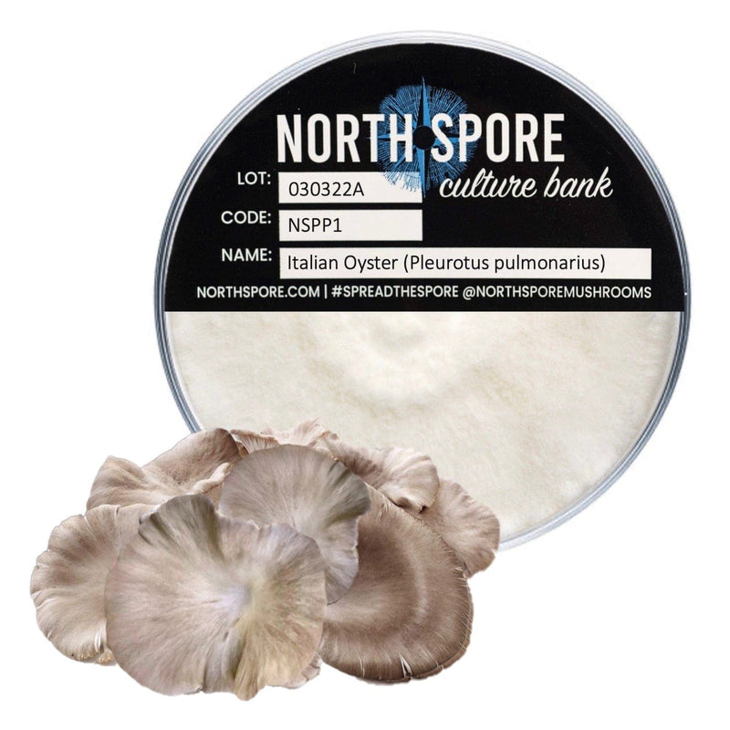 Culture Italian Oyster Mushroom Plate Culture