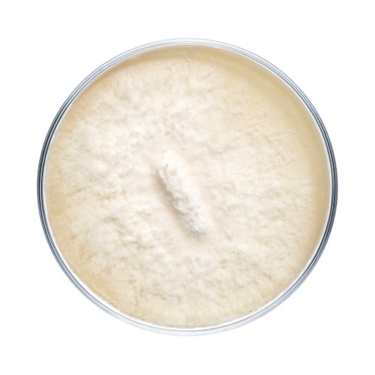 Culture King Trumpet Mushroom Agar Plate Culture