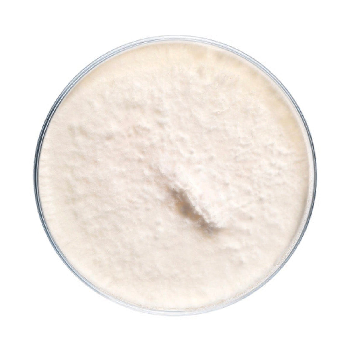 Culture King Trumpet Mushroom Agar Plate Culture
