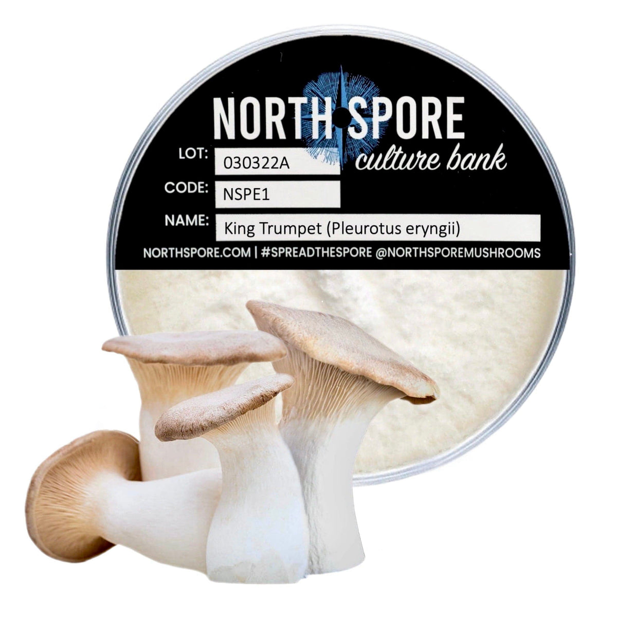 Culture King Trumpet Mushroom Plate Culture