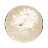 Image thumbnail: Culture Lion's Mane Mushroom Agar Plate Culture
