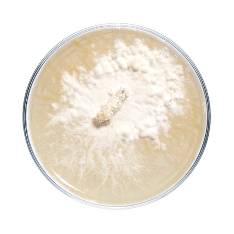 Culture Lion's Mane Mushroom Agar Plate Culture