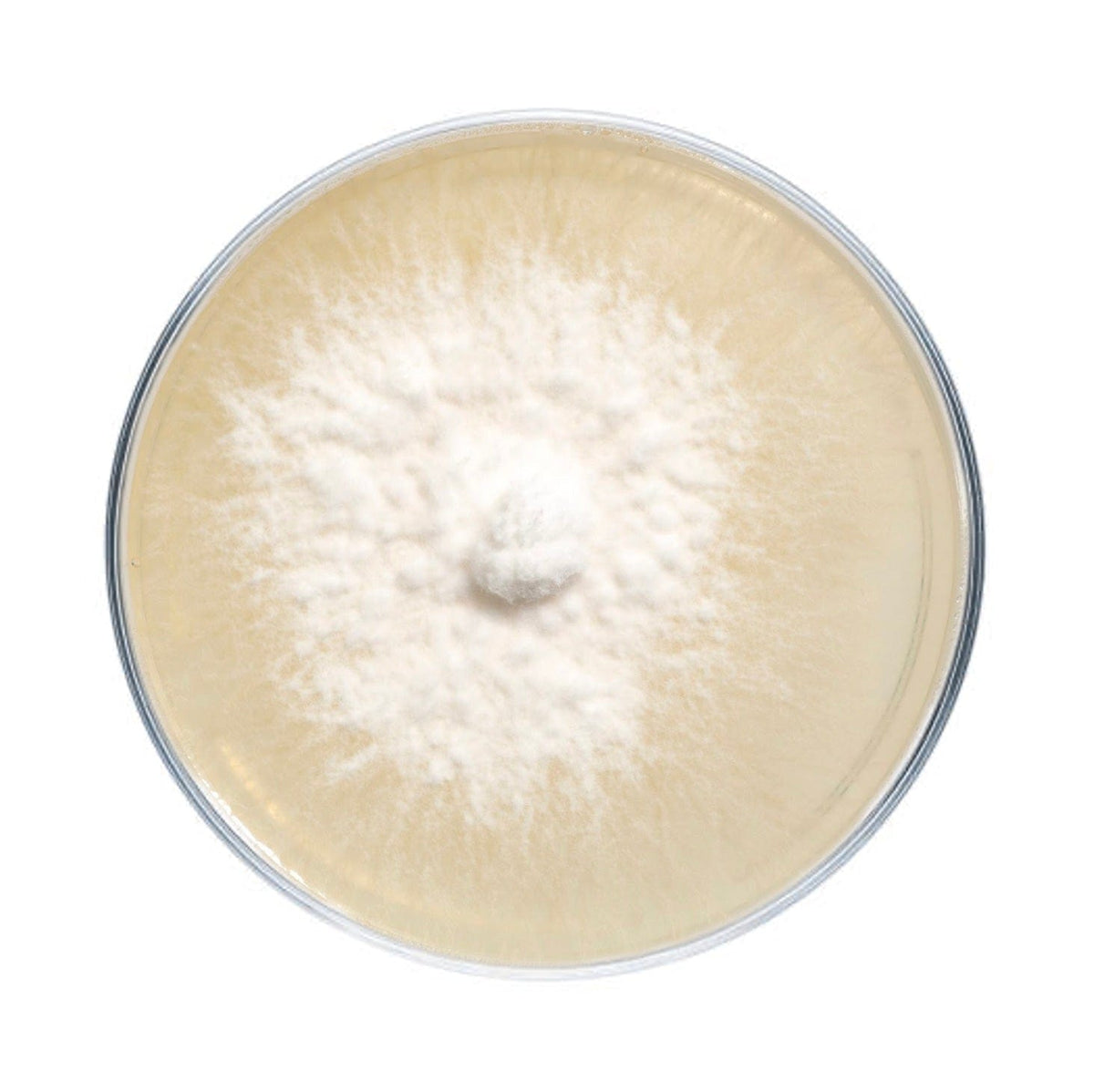 Culture Lion's Mane Mushroom Agar Plate Culture
