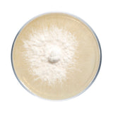 Image thumbnail: Culture Lion's Mane Mushroom Agar Plate Culture