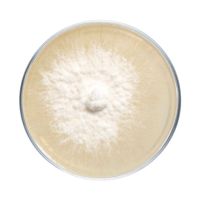 Culture Lion's Mane Mushroom Agar Plate Culture