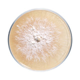 Image thumbnail: Culture Lion's Mane Mushroom Agar Plate Culture