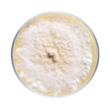 Image thumbnail: Culture Lion's Mane Mushroom Plate Culture