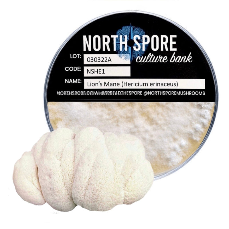 Culture Lion's Mane Mushroom Plate Culture