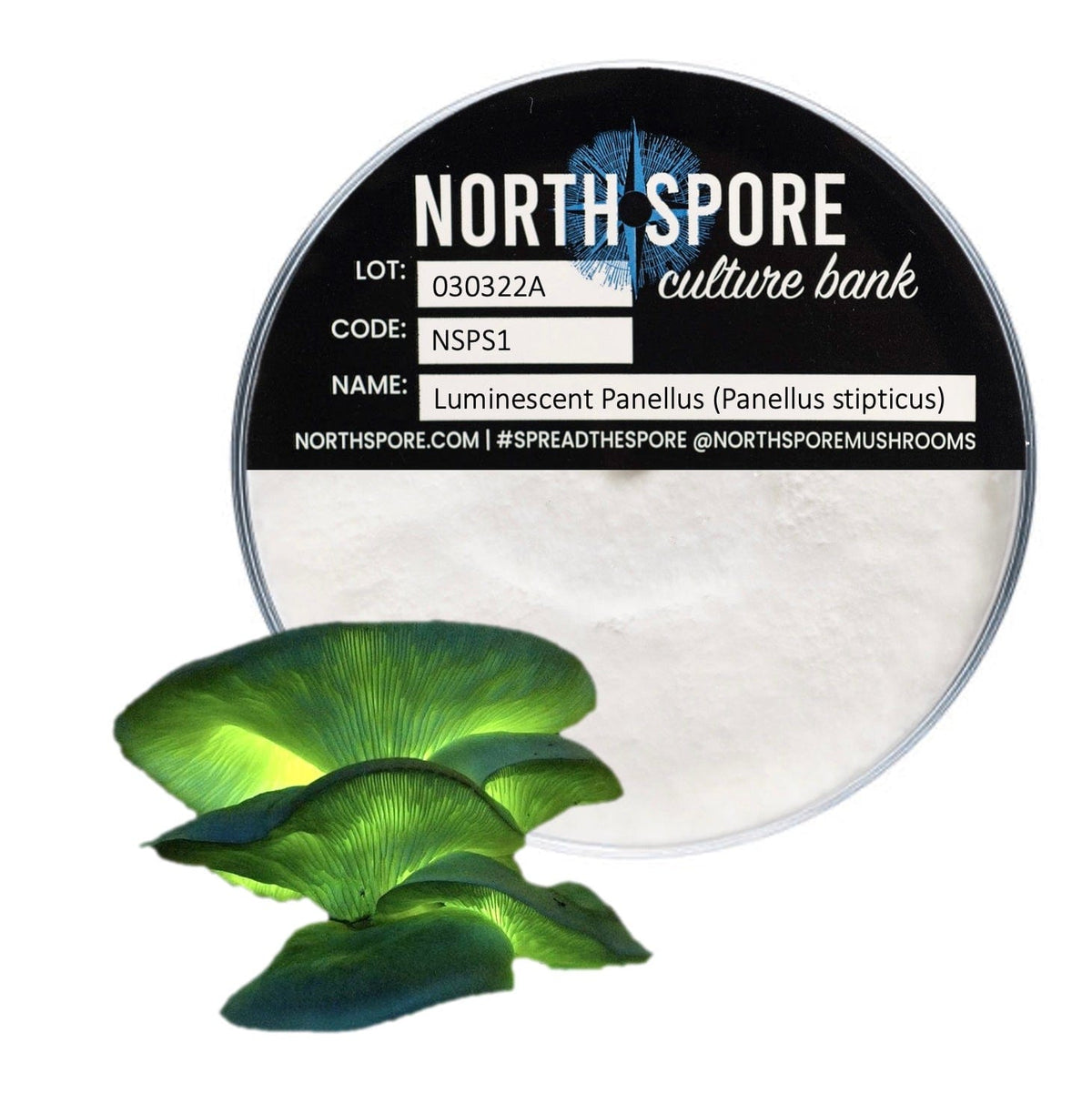 Culture Luminescent Mushroom Agar Plate Culture