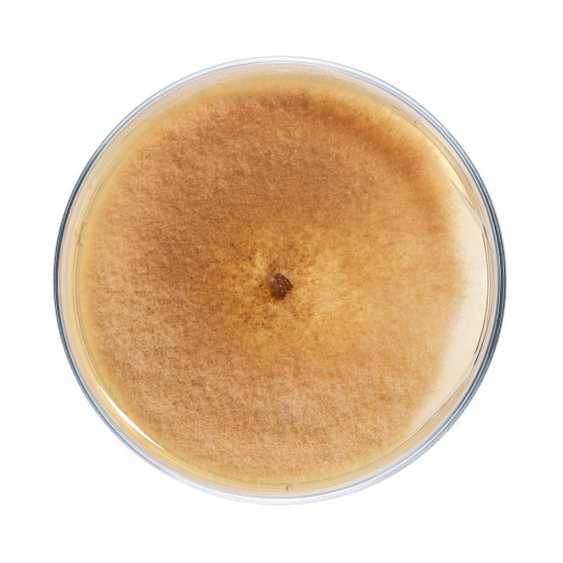 Culture Morel Mushroom Agar Plate Culture