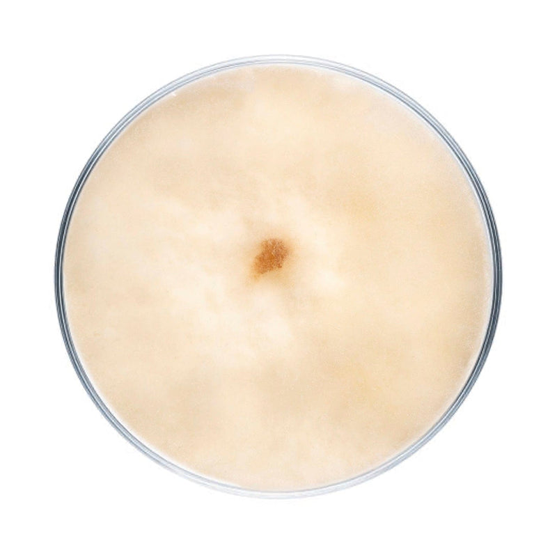 Culture Morel Mushroom Agar Plate Culture