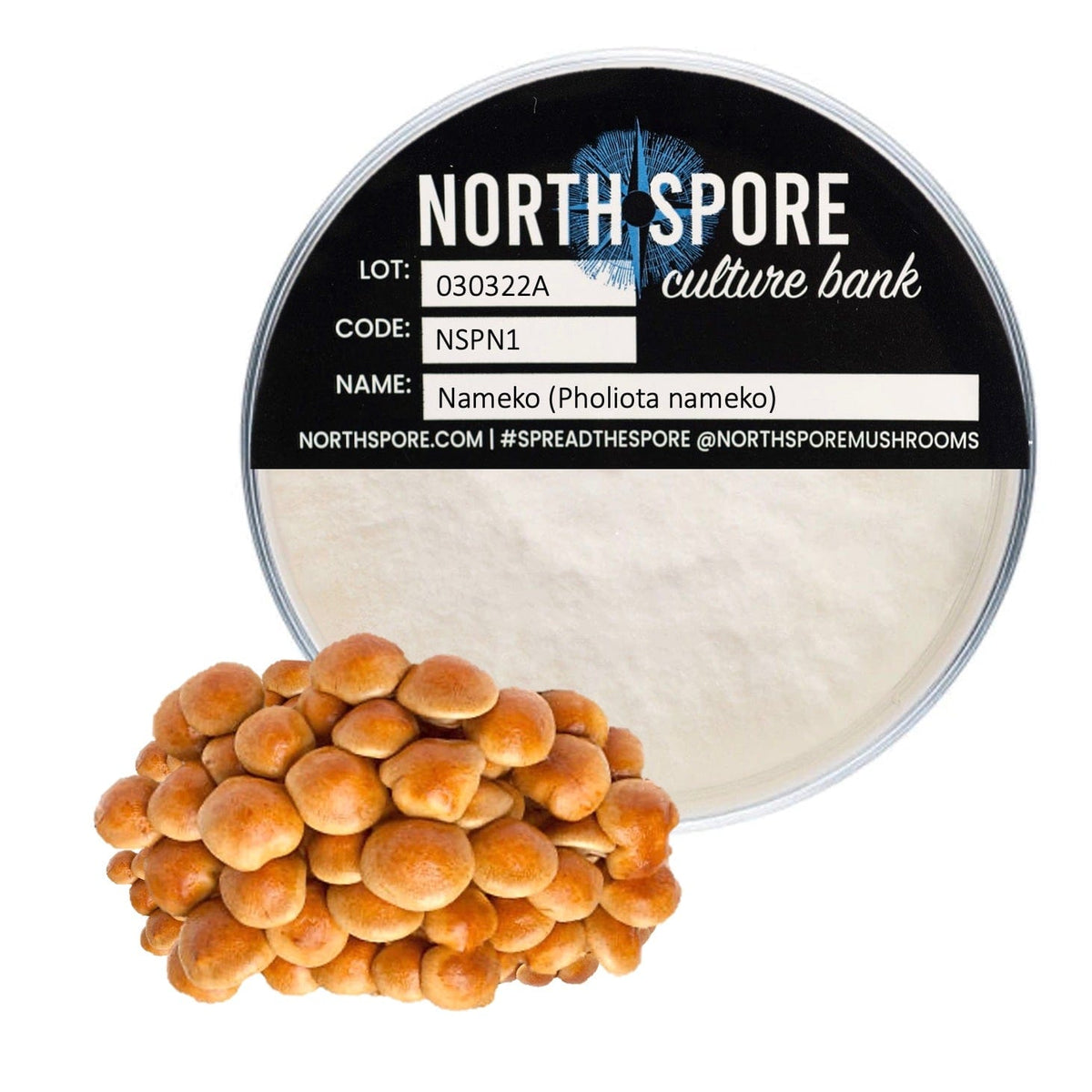 Culture Nameko Mushroom Agar Plate Culture