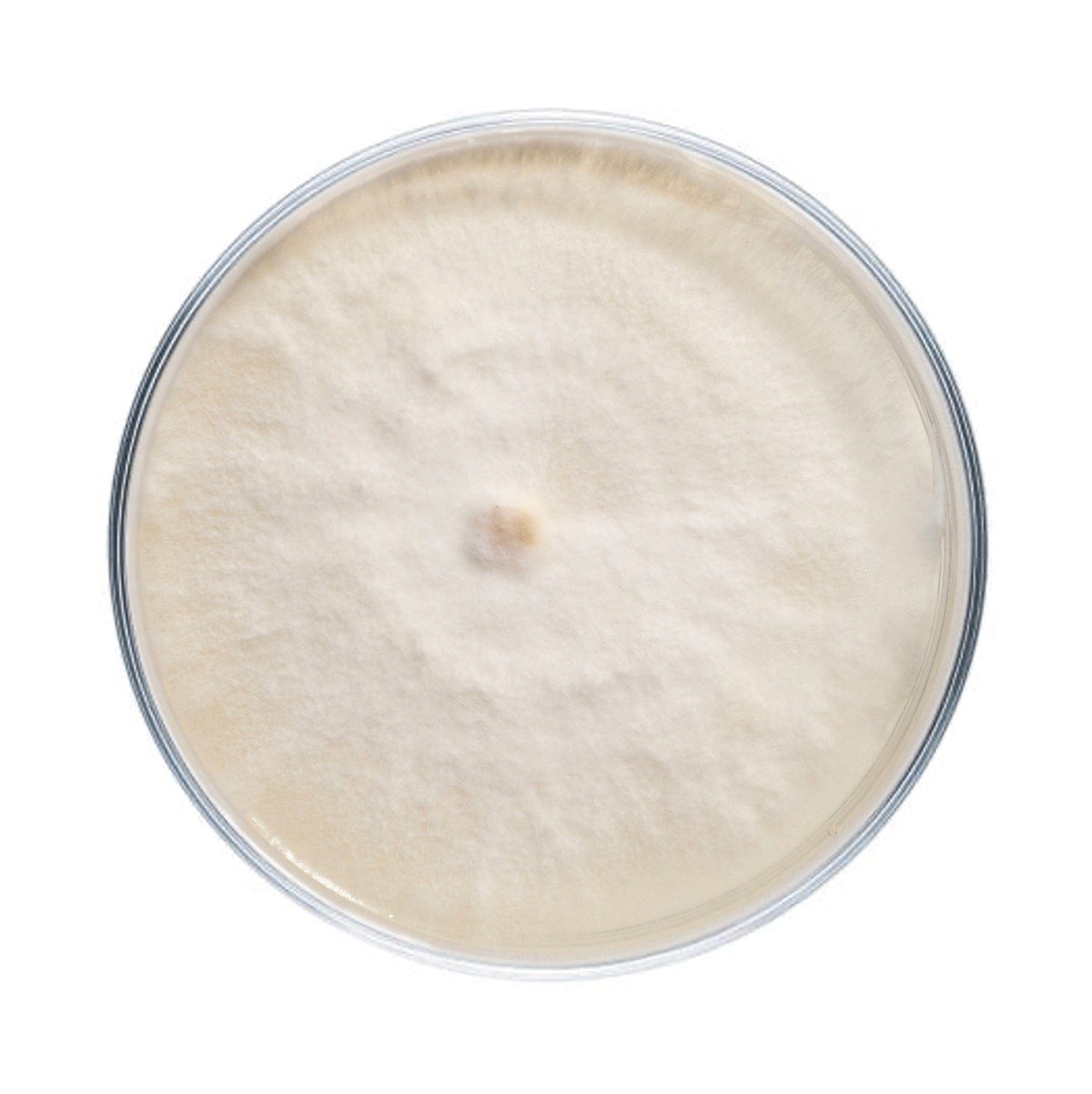 Culture Nameko Mushroom Agar Plate Culture