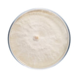 Image thumbnail: Culture Nameko Mushroom Agar Plate Culture