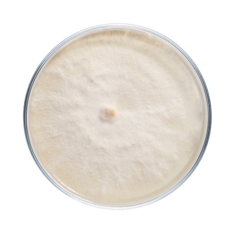 Culture Nameko Mushroom Agar Plate Culture