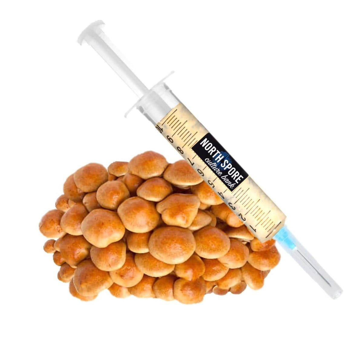 Culture Nameko Mushroom Liquid Culture Syringe