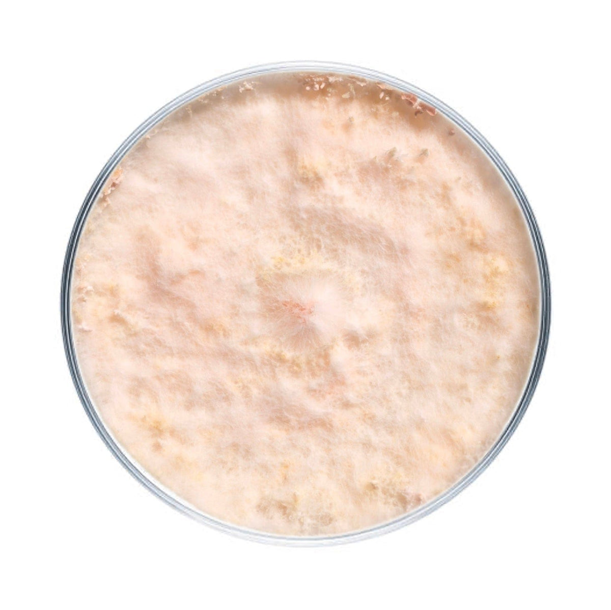 Culture Pink Oyster Mushroom Agar Plate Culture