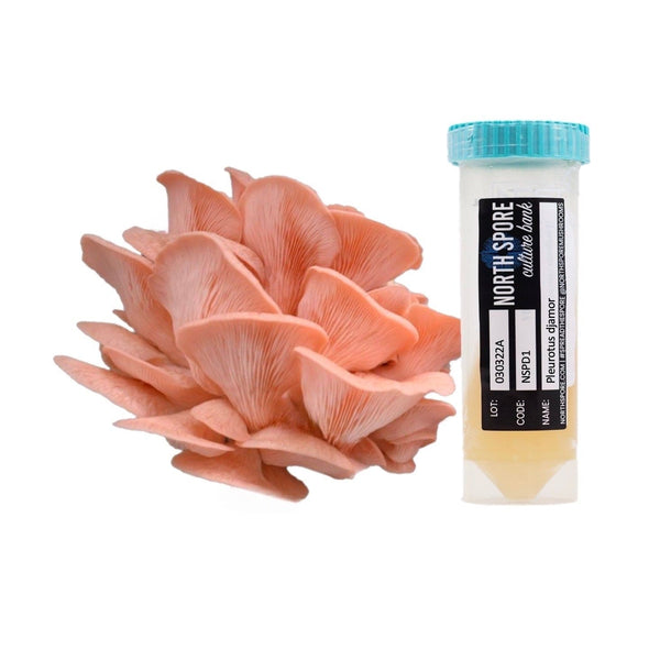 Pink Oyster Mushroom Slant Cultures | North Spore