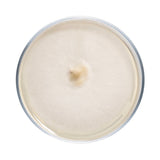 Image thumbnail: Culture Pioppino Mushroom Agar Plate Culture