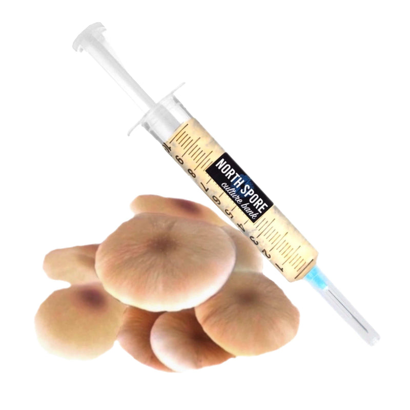 Culture Pioppino Mushroom Liquid Culture Syringe