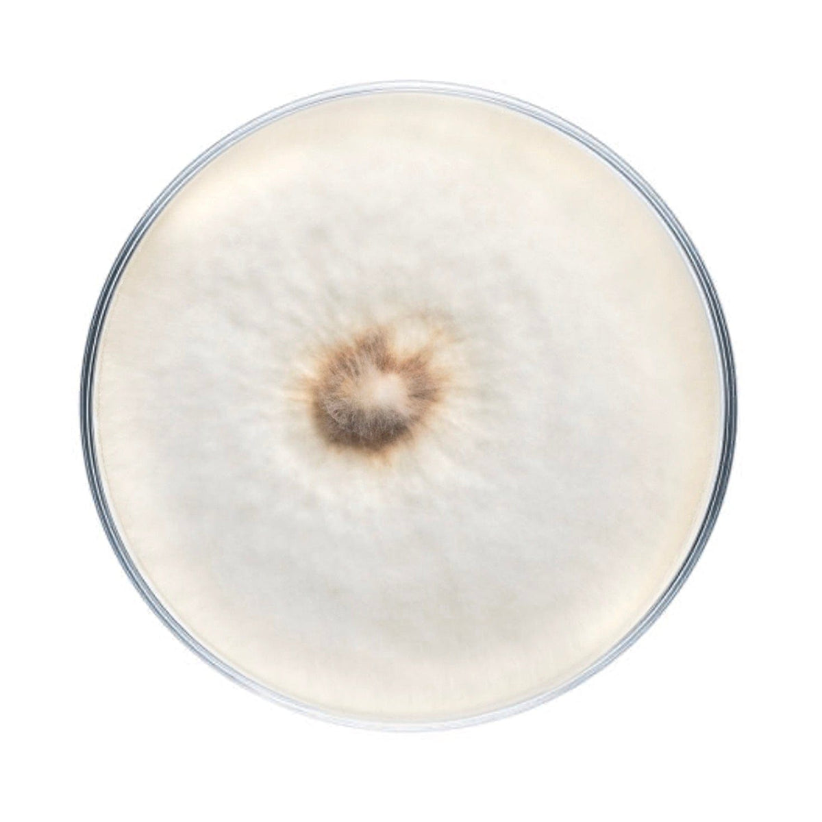 Culture Pioppino Mushroom Plate Culture