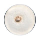 Image thumbnail: Culture Pioppino Mushroom Plate Culture