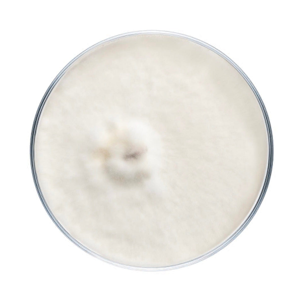 Culture Pioppino Mushroom Plate Culture