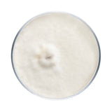 Image thumbnail: Culture Pioppino Mushroom Plate Culture