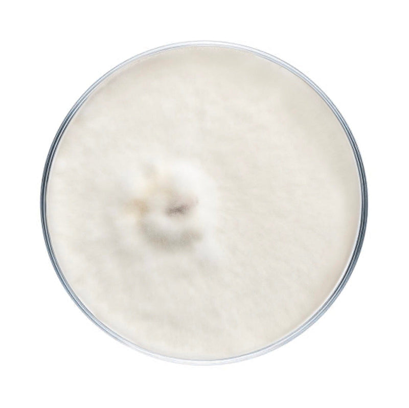 Culture Pioppino Mushroom Plate Culture