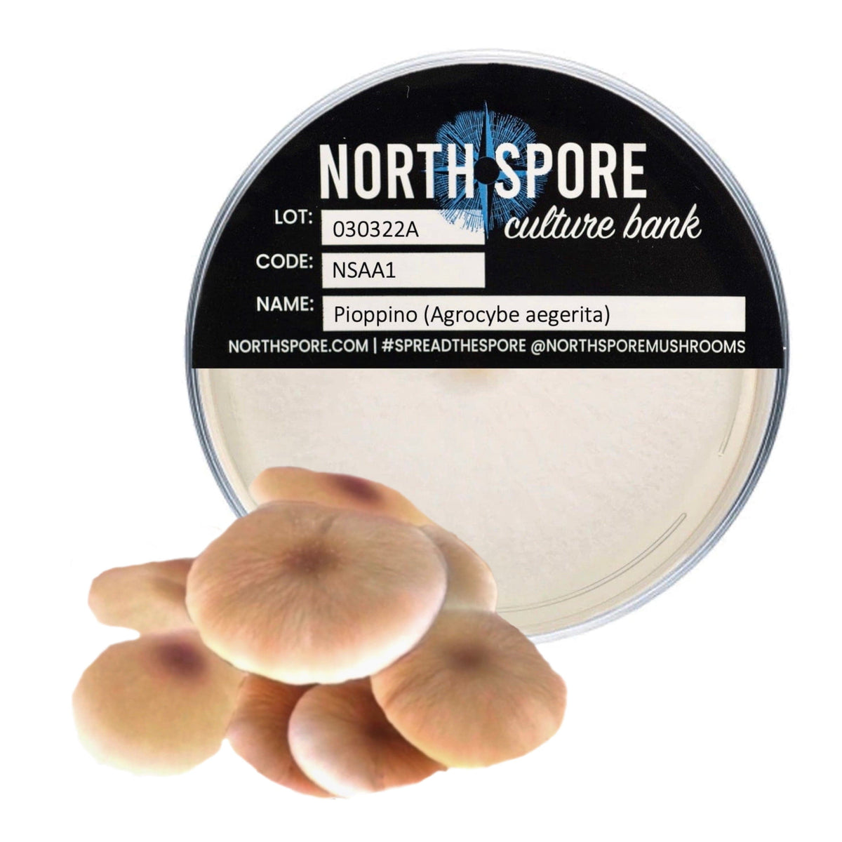 Culture Pioppino Mushroom Plate Culture