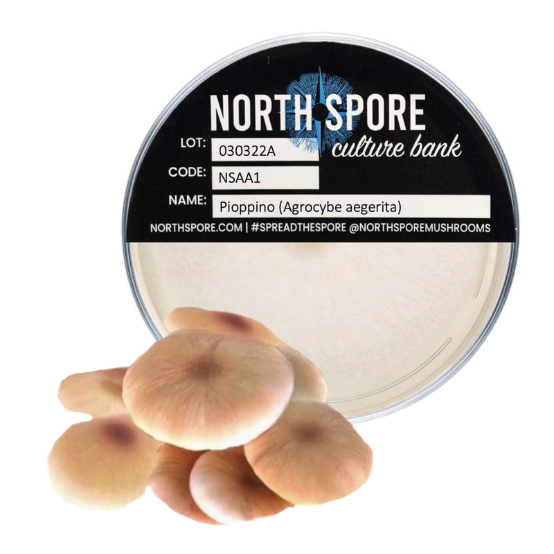 Culture Pioppino Mushroom Plate Culture