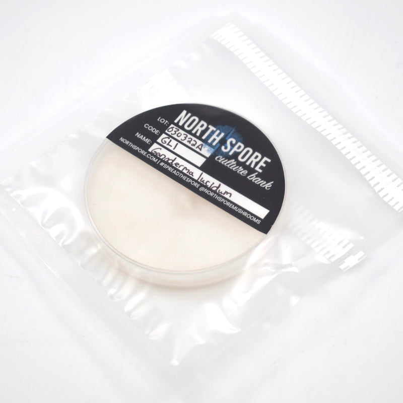 Culture Plastic Degrading Mushroom Culture Plate