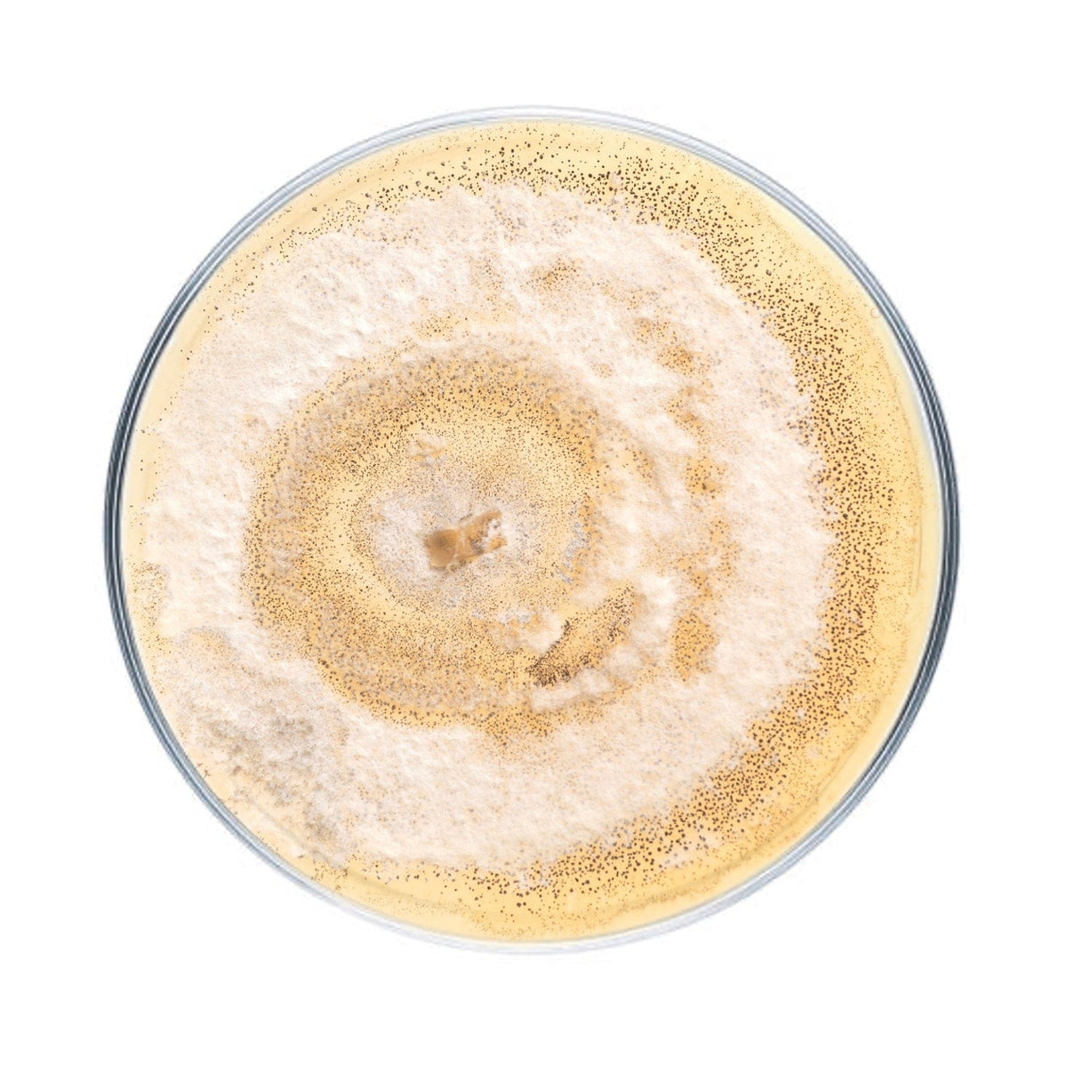 Culture Plastic Degrading Mushroom Culture Plate