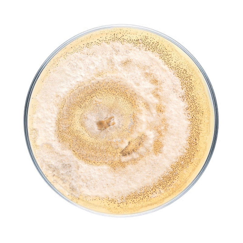 Culture Plastic Degrading Mushroom Culture Plate