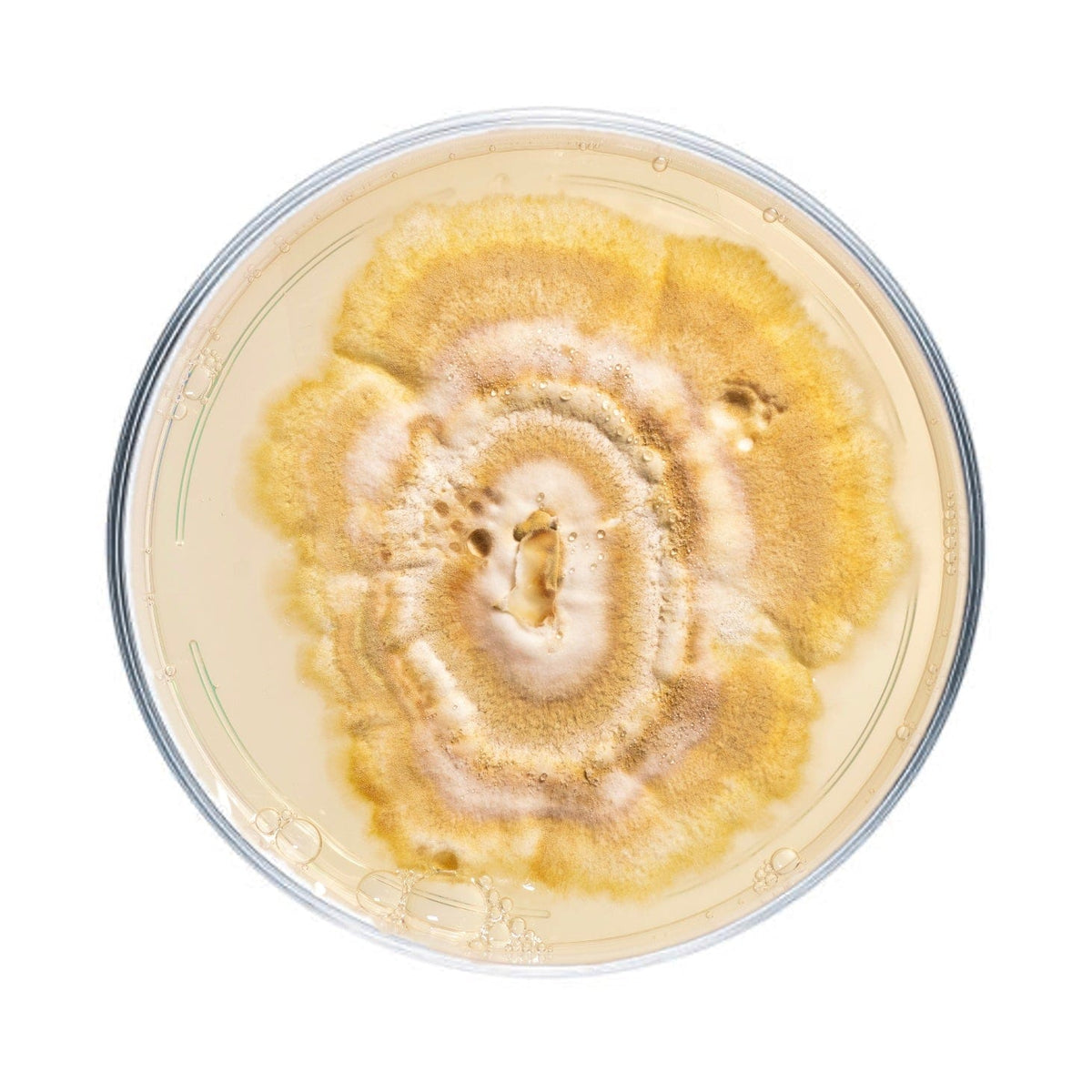 Culture Reishi Mushroom Agar Plate Culture