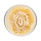 Image thumbnail: Culture Reishi Mushroom Agar Plate Culture