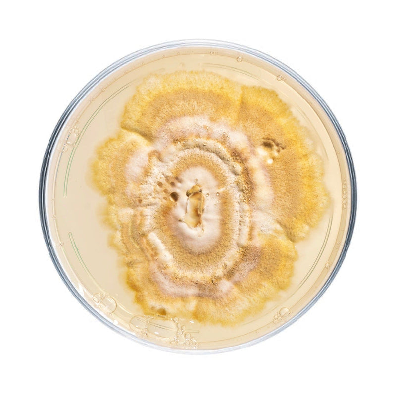 Culture Reishi Mushroom Agar Plate Culture