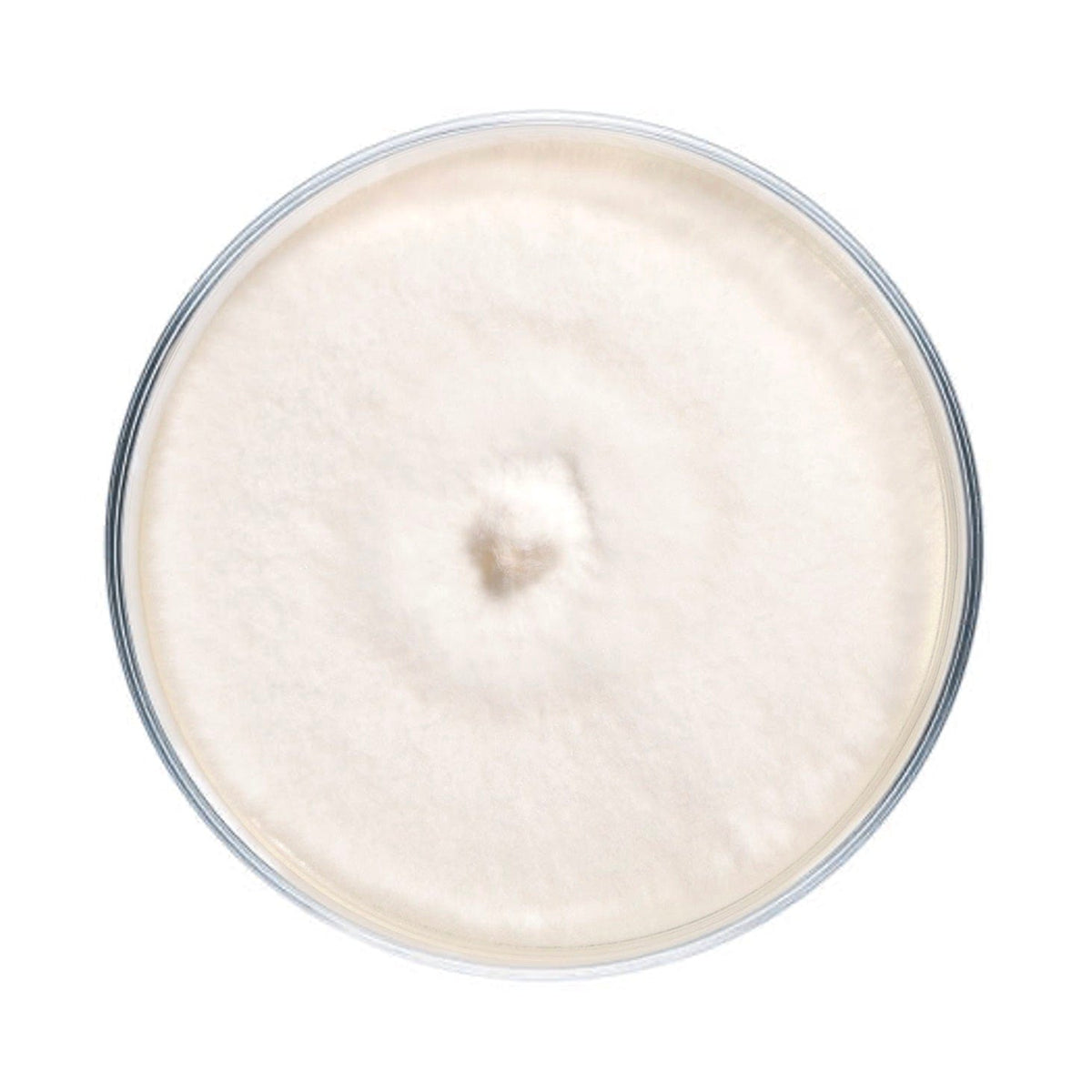 Culture Reishi Mushroom Agar Plate Culture