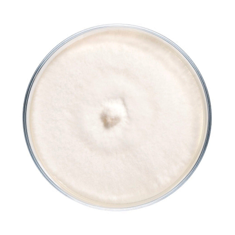 Culture Reishi Mushroom Agar Plate Culture