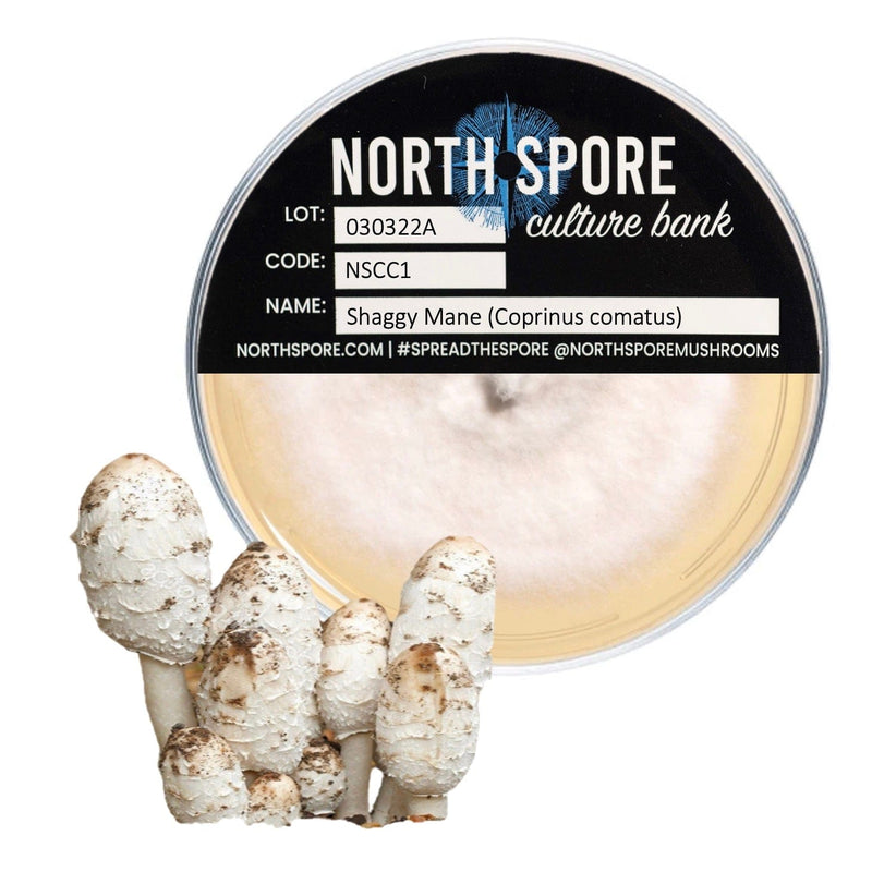 Culture Shaggy Mane Mushroom Agar Plate Culture
