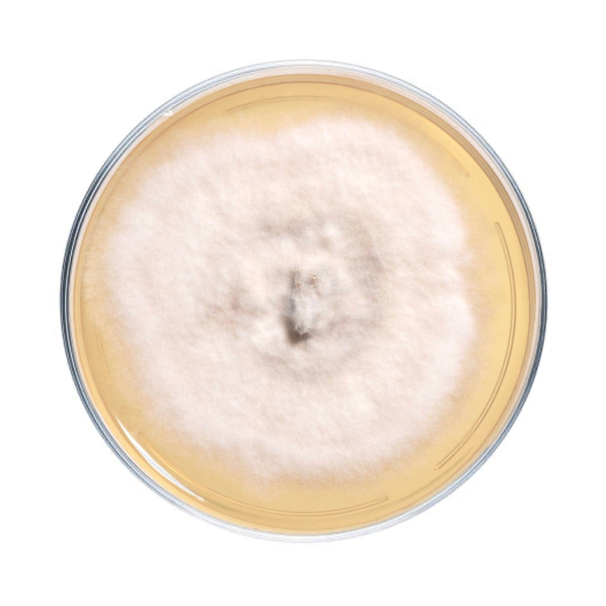 Culture Shaggy Mane Mushroom Agar Plate Culture